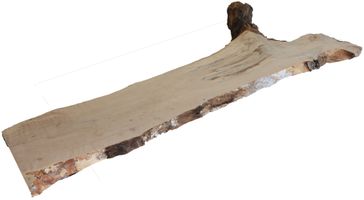 Birke Baumscheibe 1680x650x38mm